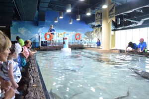 Interactive Touch Tank