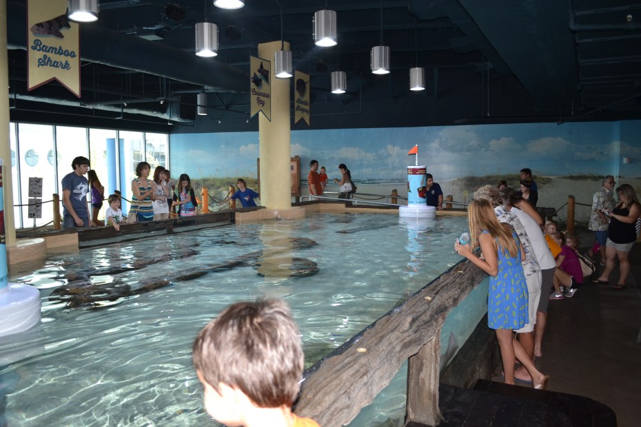 Stingray Beach Touch Tank01